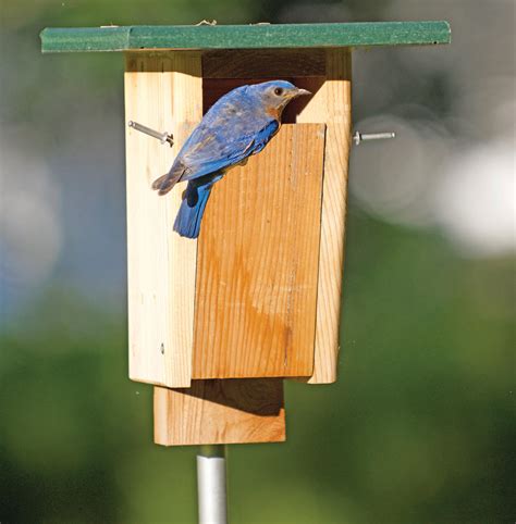 facts about bluebird house